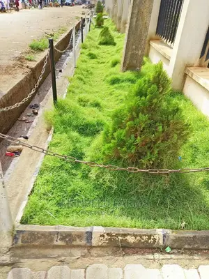 Natural Christmas Tree and Other Flowers