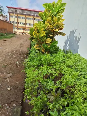 Flowers for Environment