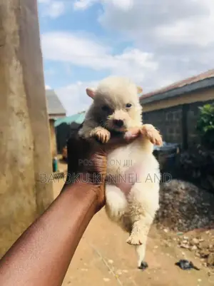 0-1 month Female Purebred American Eskimo
