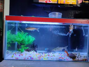 Sitting Aquarium
