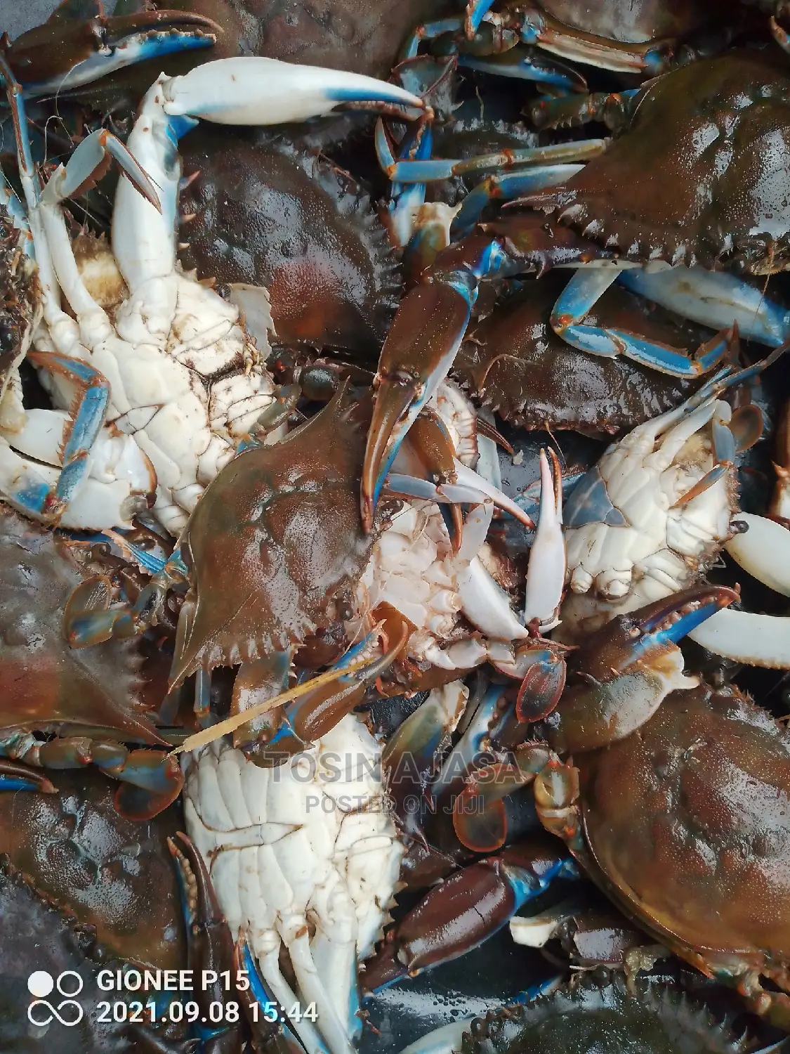 Freshwater Crab