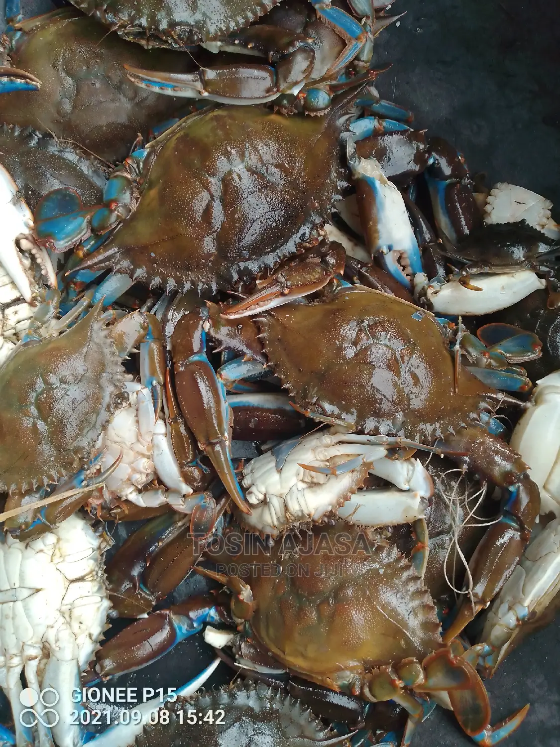 Freshwater Crab