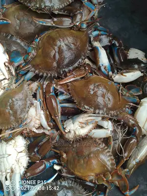 Freshwater Crab
