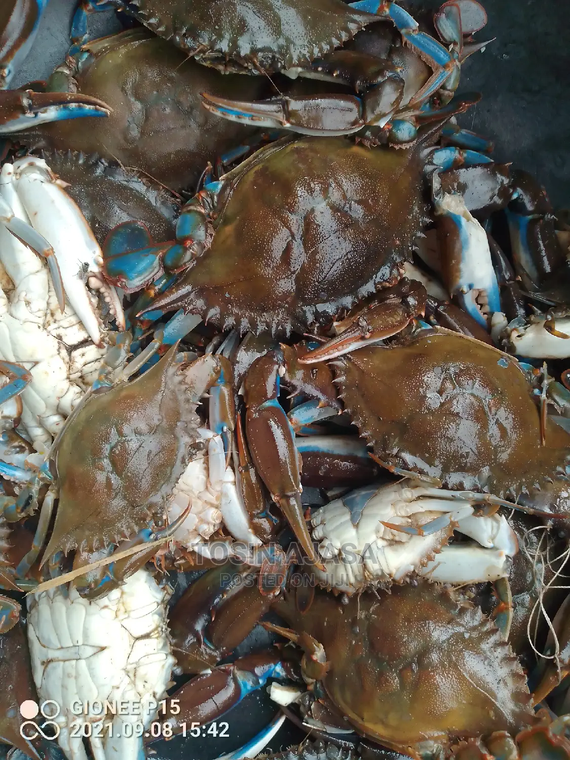 Freshwater Crab