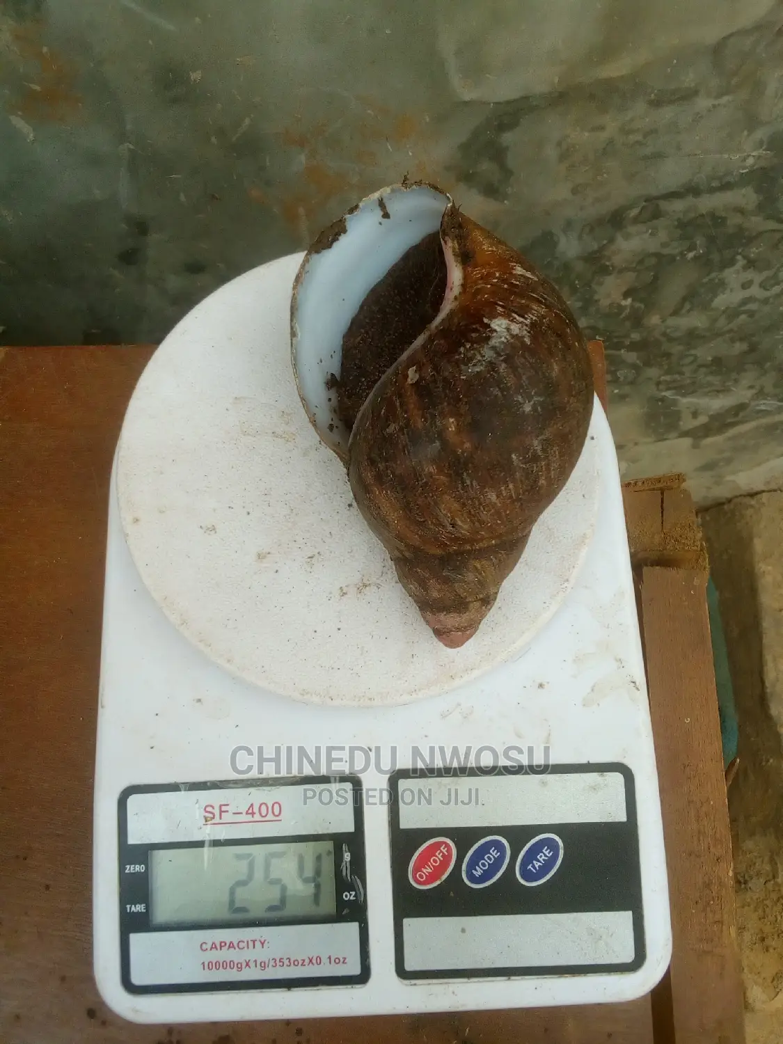 Big Size Snails