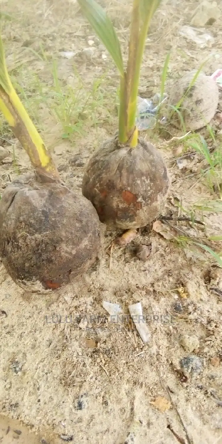 Coconut Seedlings