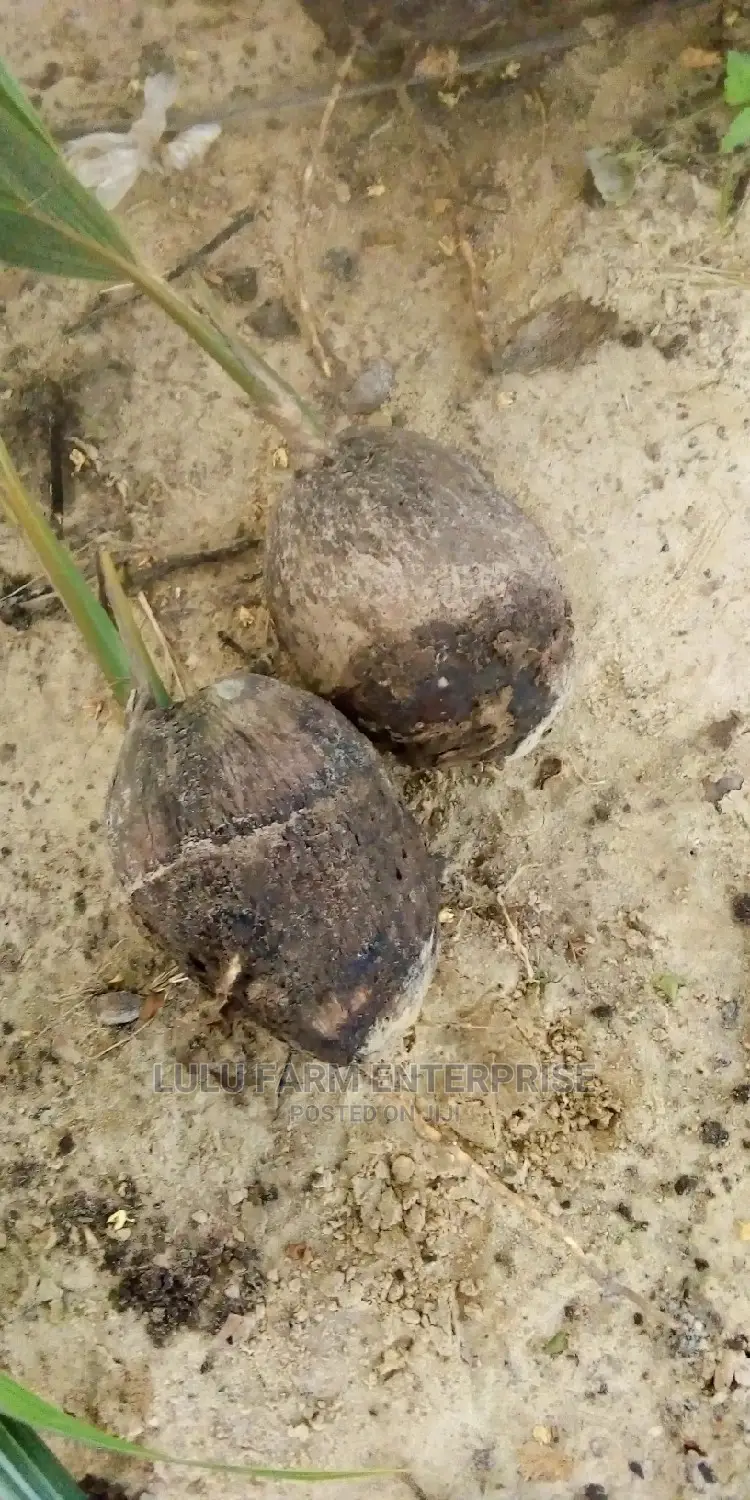 Coconut Seedlings