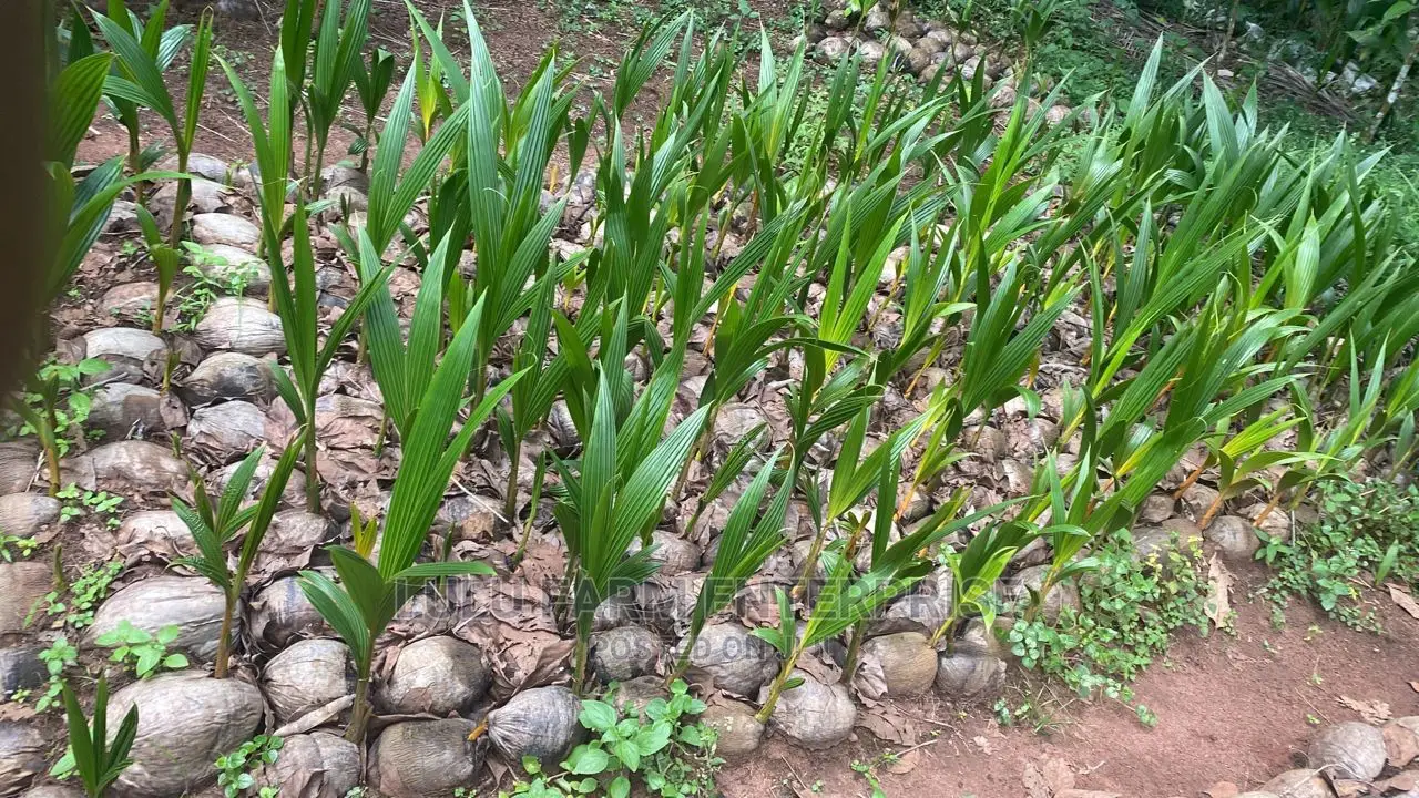 Coconut Seedlings