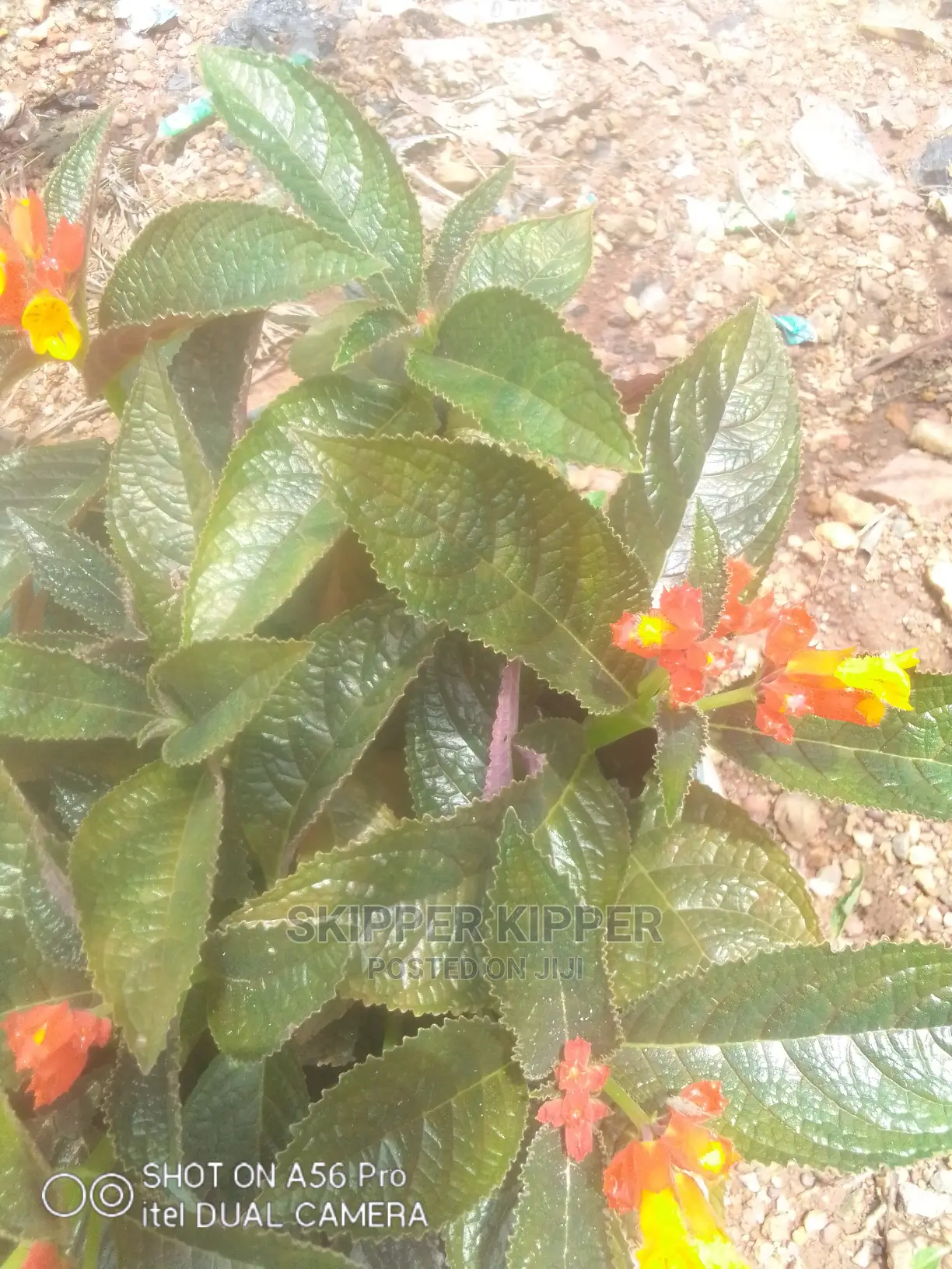 Flower- Trees