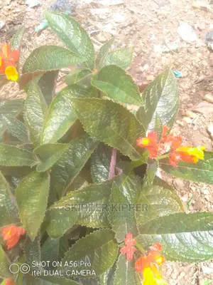 Flower- Trees