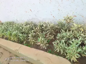 Landscaping Beautification Gardening