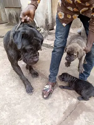 0-1 month Female Purebred Boerboel