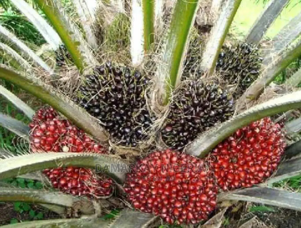 Hybrid Palm Tree /Per Stand