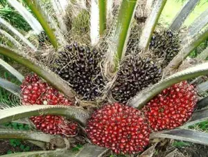 Hybrid Palm Tree /Per Stand