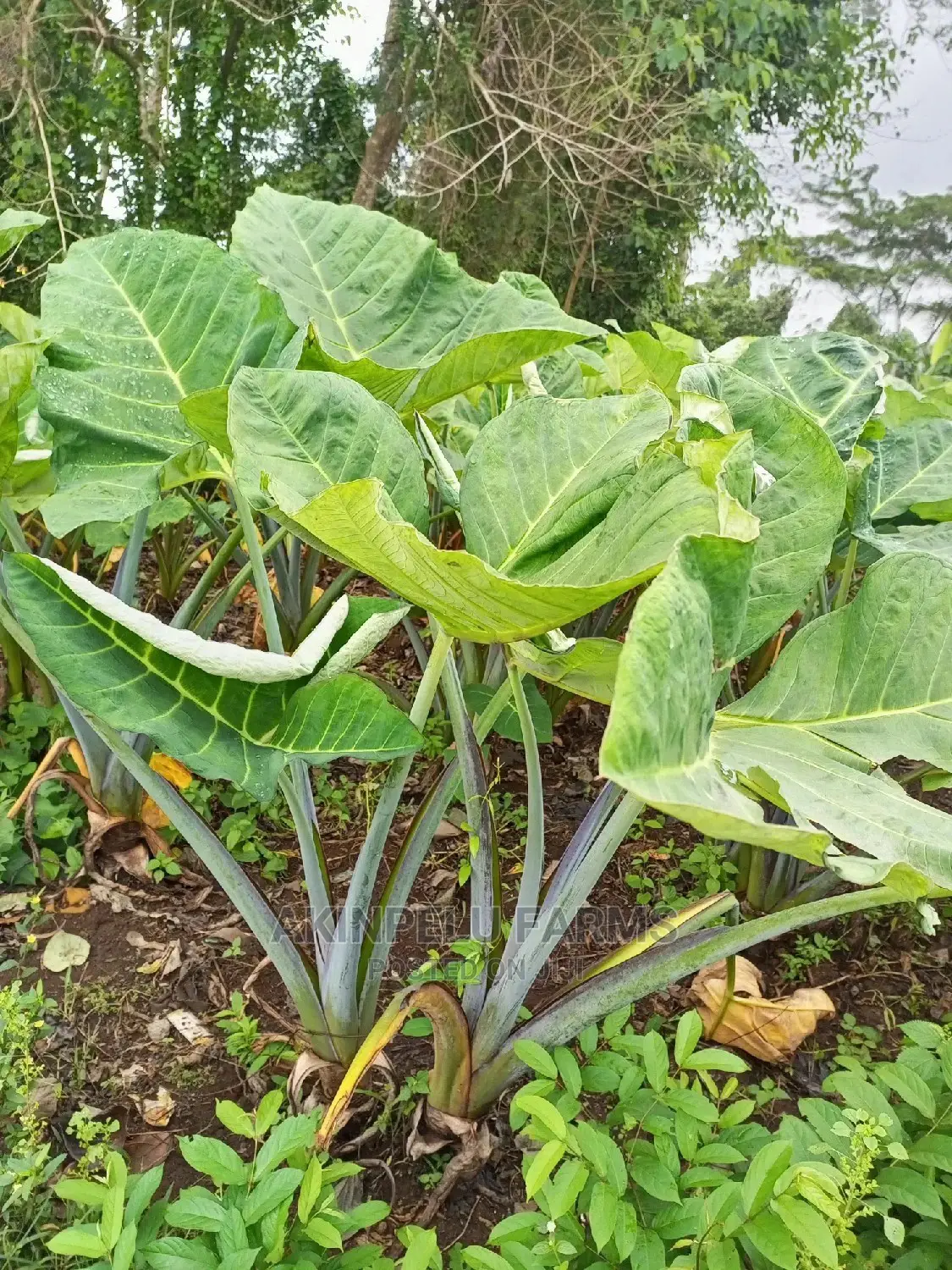 COCOYAM Suckers