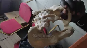 Human Pelvis Female