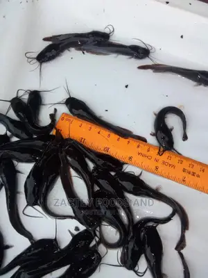Juveniles Catfish