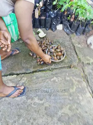 Snail Farm Set Up, Management Marketing