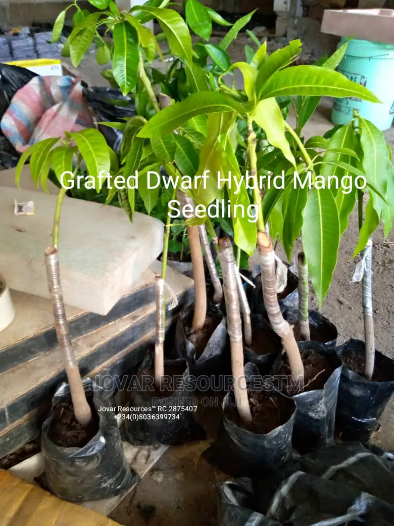 Best Grafted Dwarf Improved Mango Seedling Double Grafted