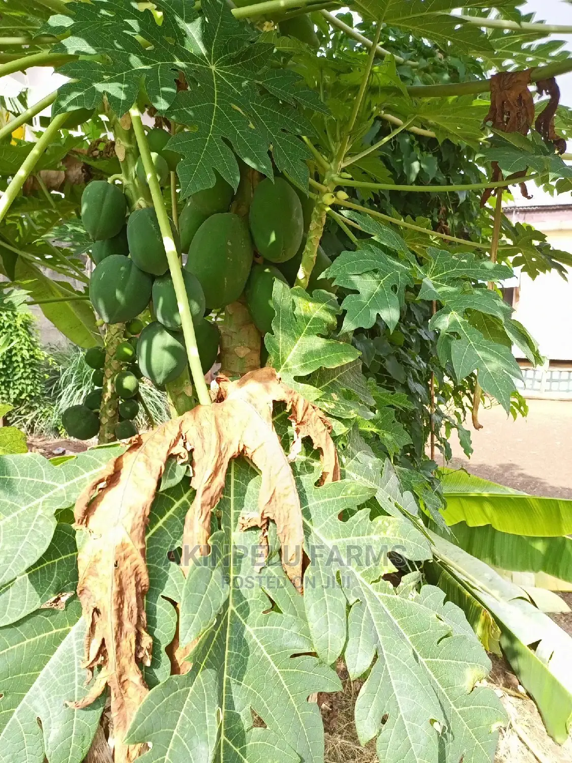 Dwarf Pawpaw