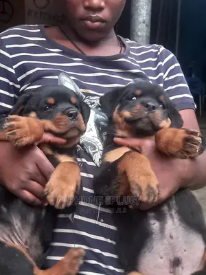 0-1 month Female Purebred Rottweiler