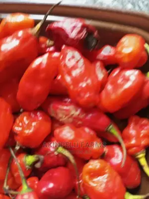 Hot Pepper Seeds/Seedlings
