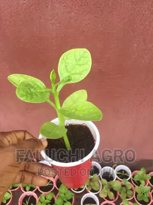 Herbs and Vegetables Seedling(Kale,Basil,Oregano,Rosemary.