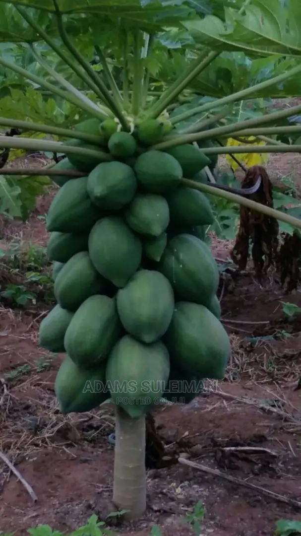 Pawpaw Seed (Dwarf Hybrid)