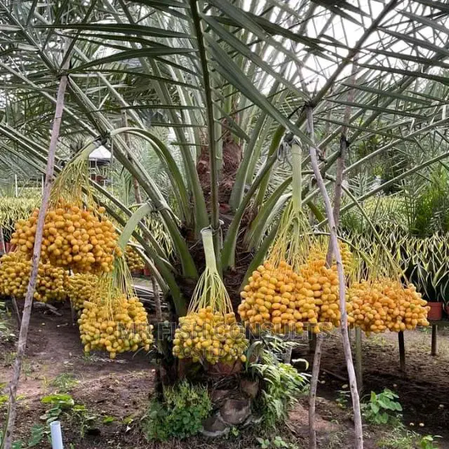 Improved Hybrid Dates Fruit Palm Trees Seedlings.