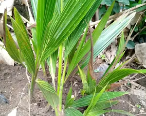 Hybrid Coconut Seedling and Seed