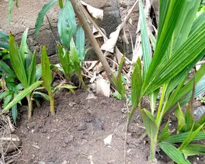 Hybrid Coconut Seedling and Seed