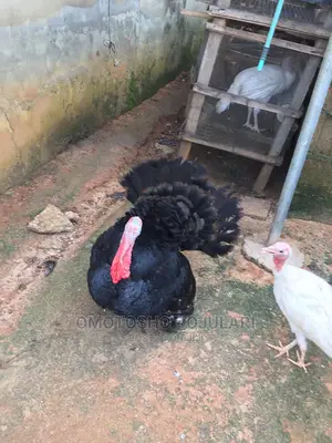 Raifarm Chickens and Turkey