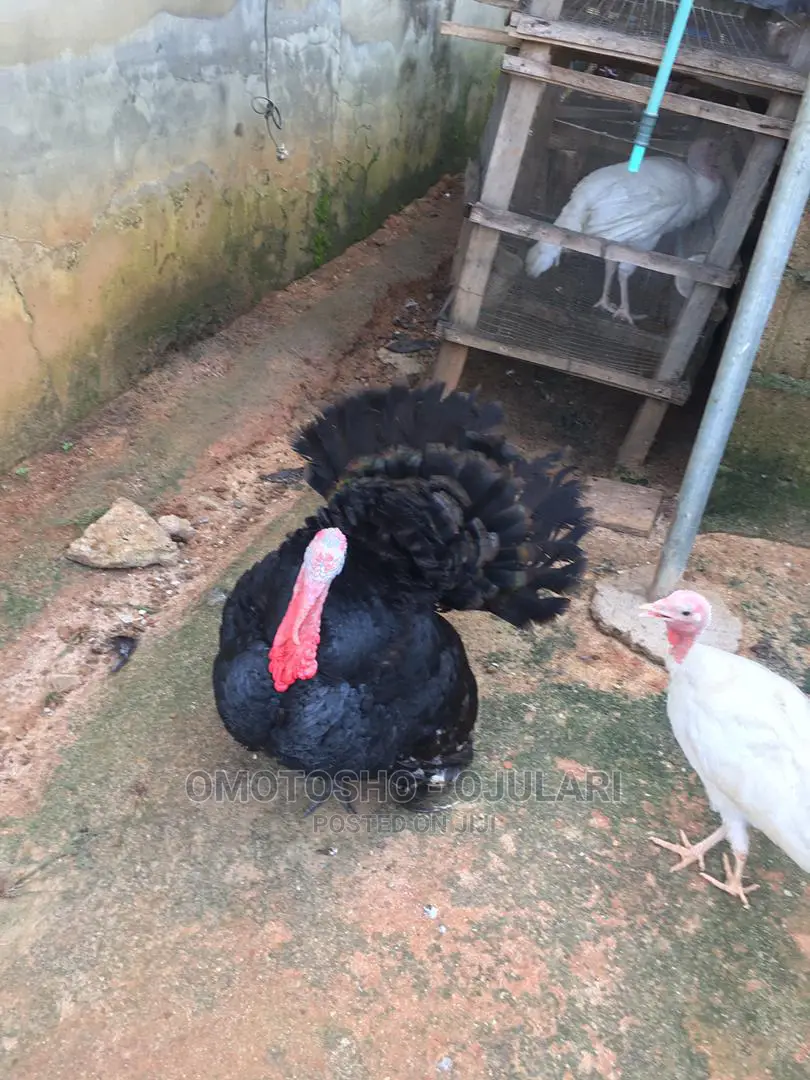 Raifarm Chickens and Turkey