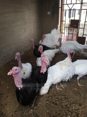 Raifarm Chickens and Turkey