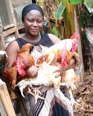 Raifarm Chickens and Turkey