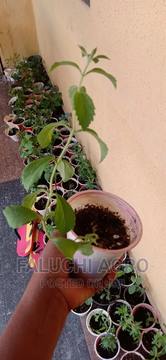 Stevia Seedlings