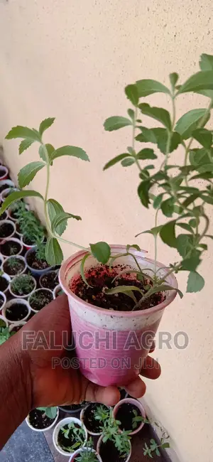 Stevia Seedlings