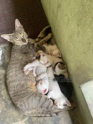 Photo - 1-3 months Male Purebred Bengal