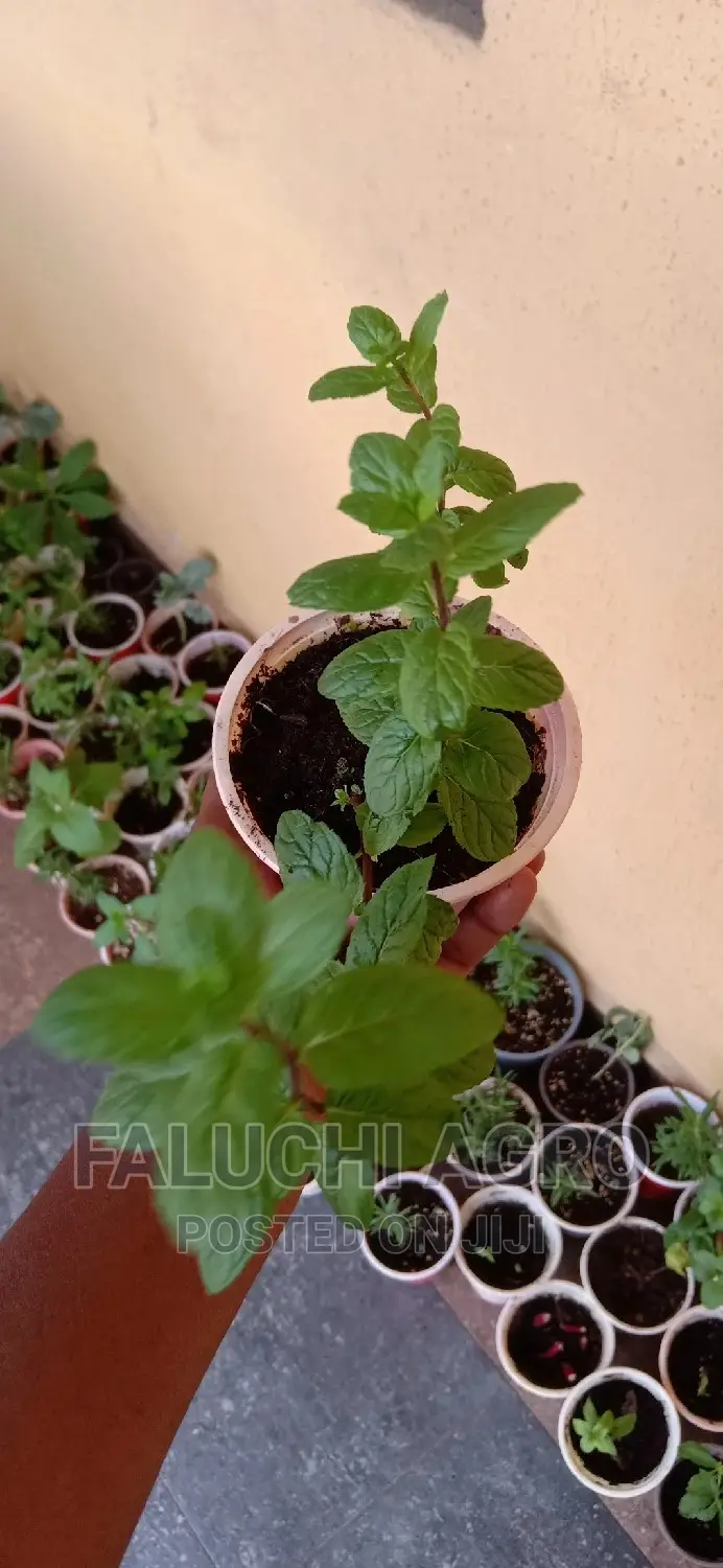 Spearmint Seedlings