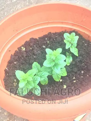 Spearmint Seedlings