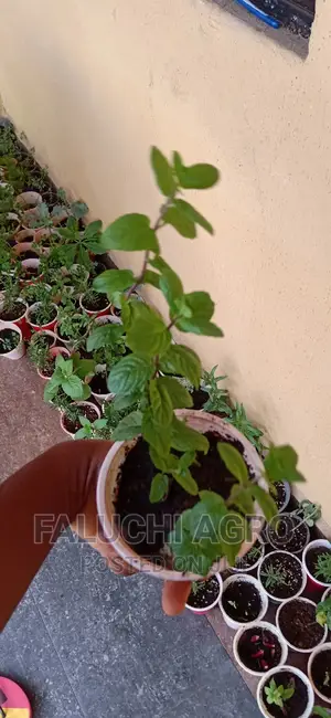 Spearmint Seedlings
