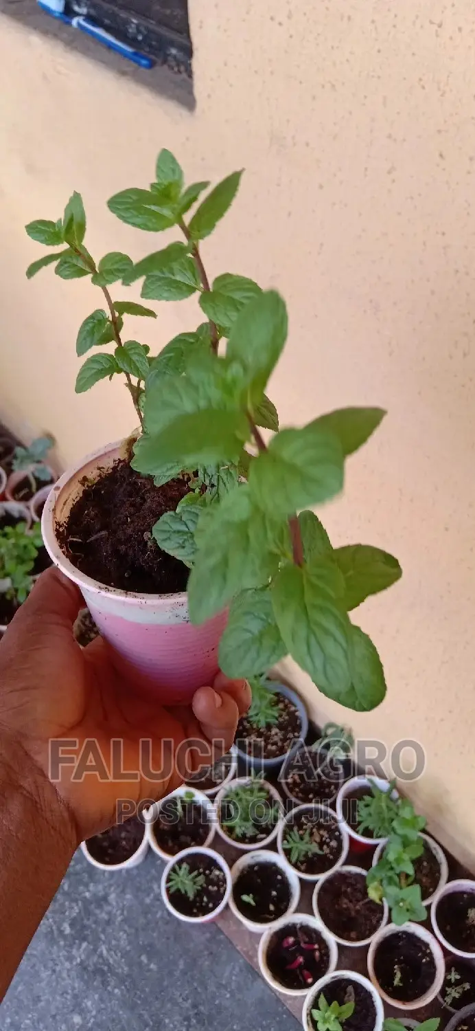 Spearmint Seedlings