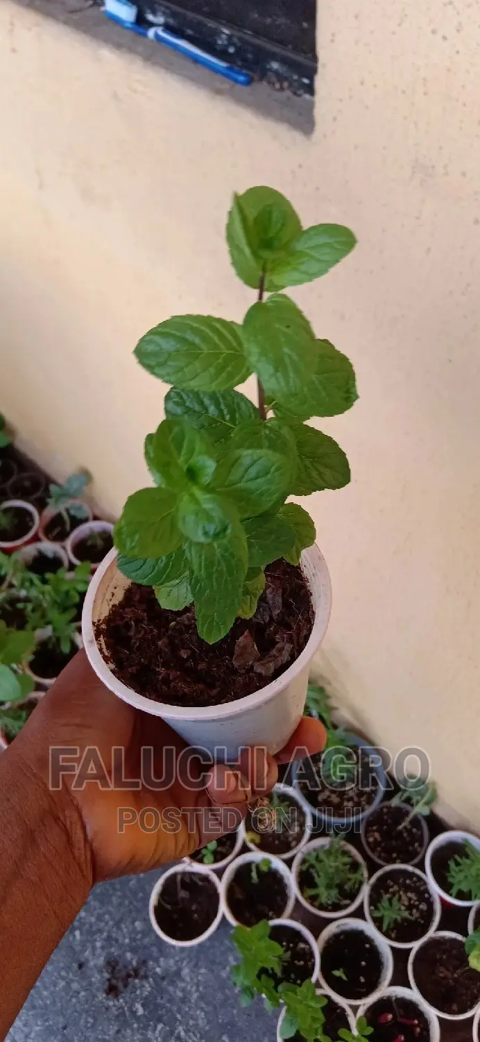 Spearmint Seedlings