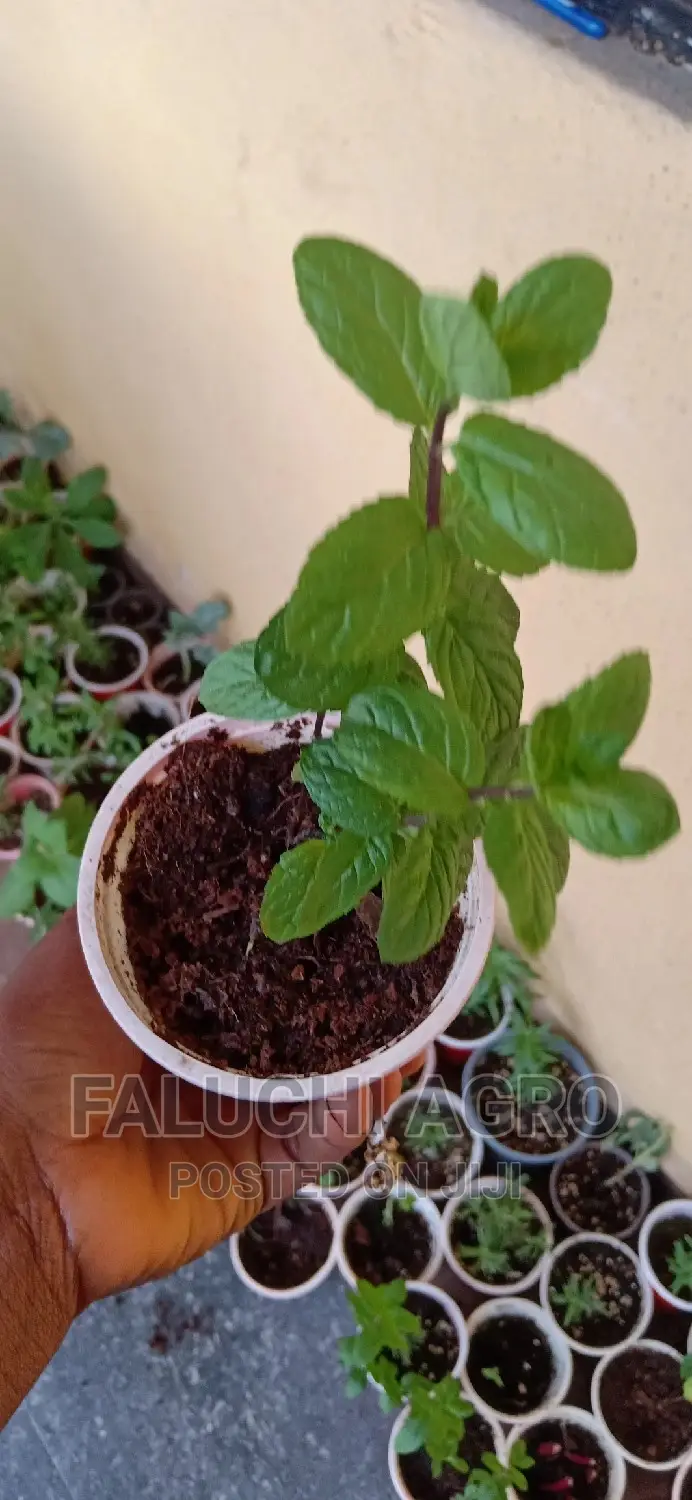 Spearmint Seedlings