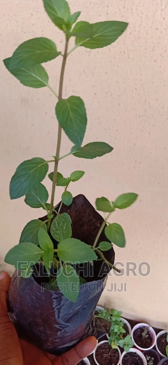 Peppermint Seedlings