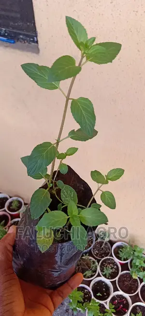 Peppermint Seedlings