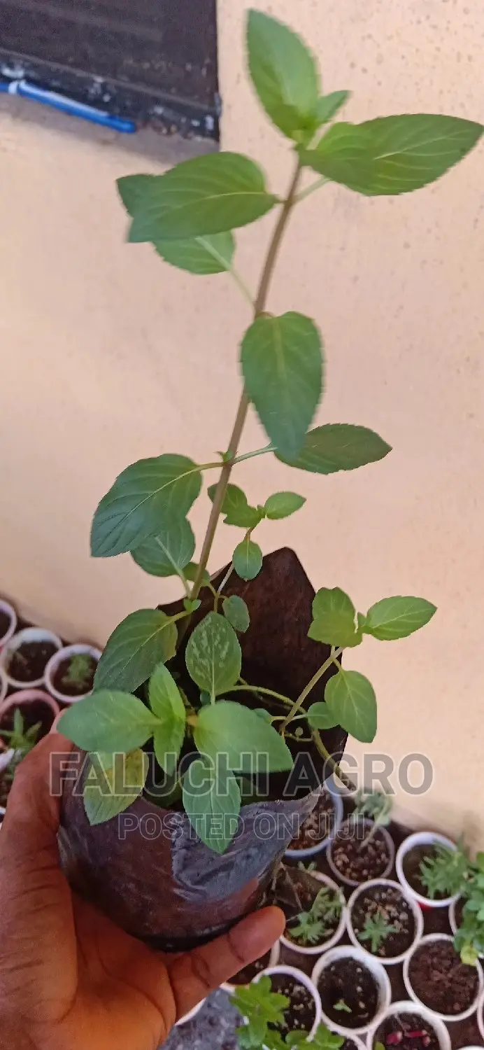 Peppermint Seedlings