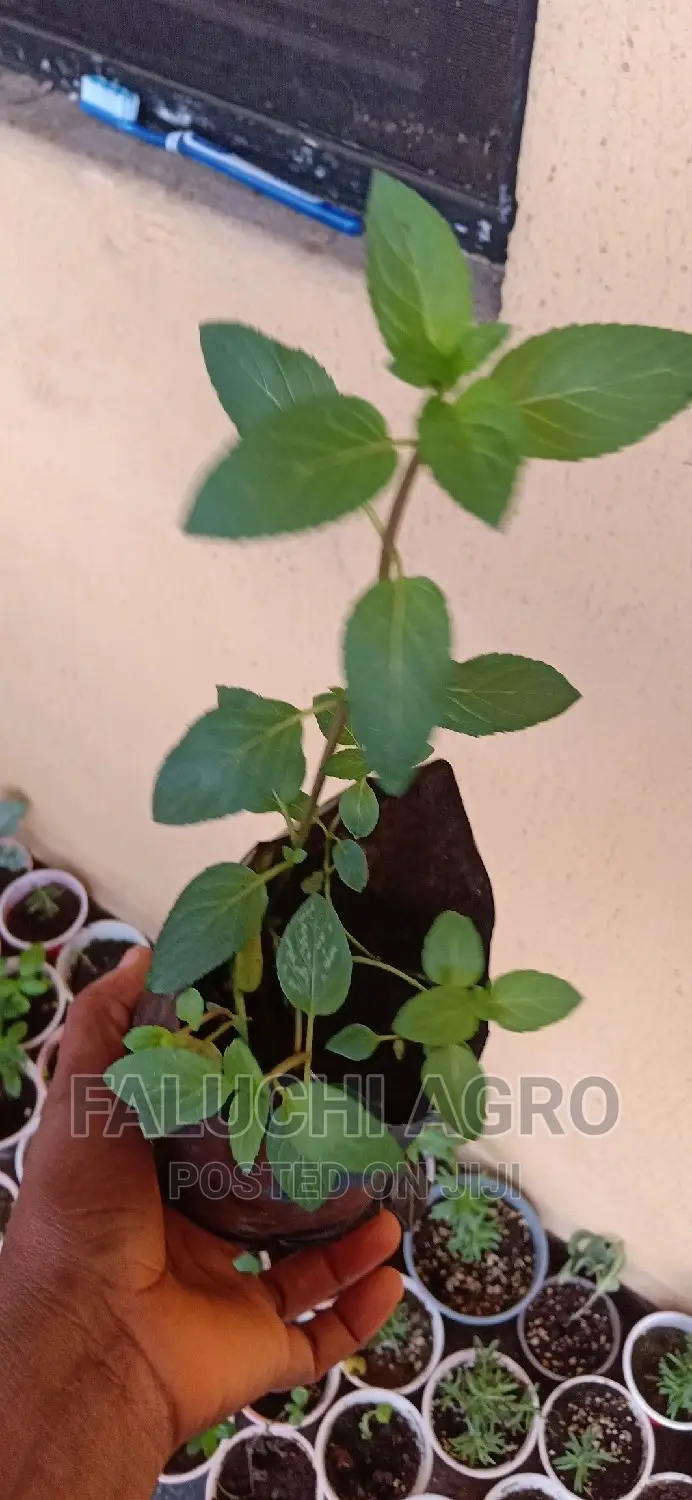 Peppermint Seedlings