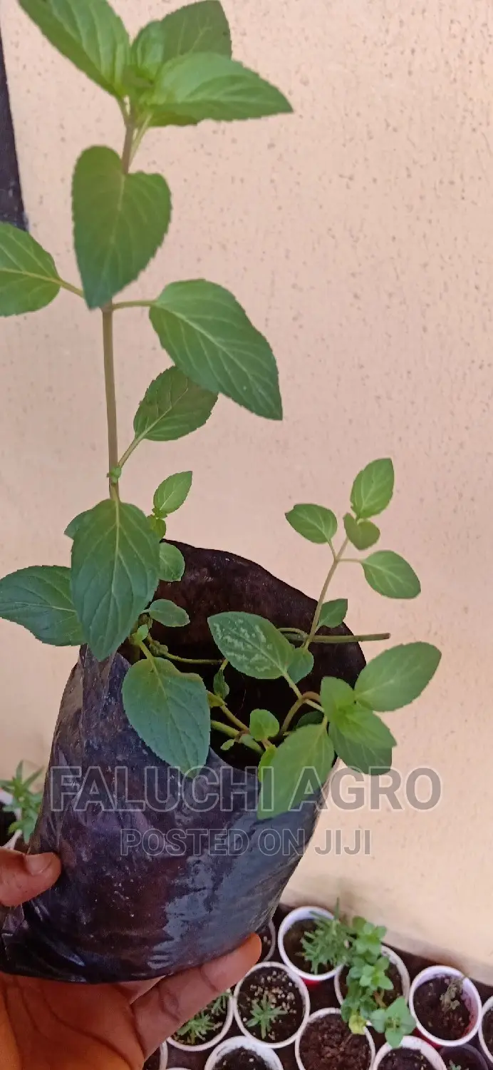 Peppermint Seedlings