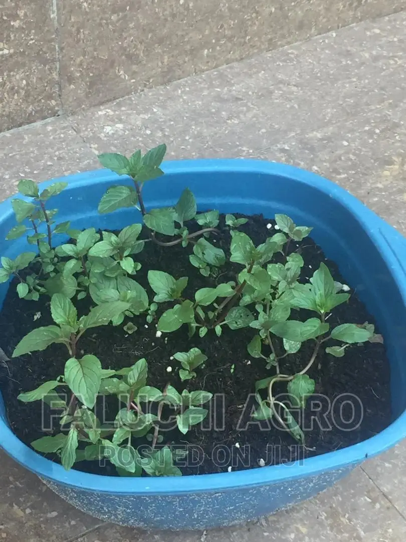 Peppermint Seedlings